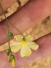 Linum