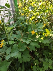Chelidonium majus