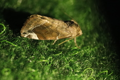 Cosmia affinis