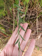 Linum