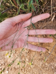 Linum