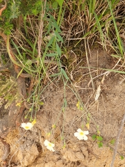 Linum