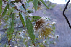 Hyaloseris salicifolia