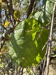 Marsdenia macrantha