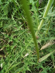 Echinops armatus