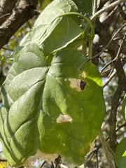 Marsdenia macrantha