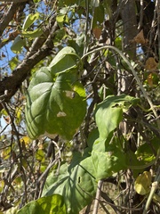Marsdenia macrantha