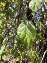Marsdenia macrantha