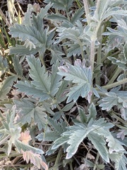 Potentilla effusa