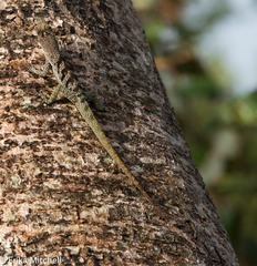 Anolis roquet salinei