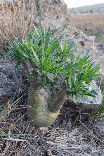 Elephant's Foot Plant