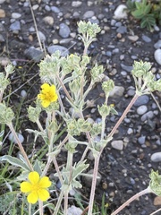 Potentilla effusa