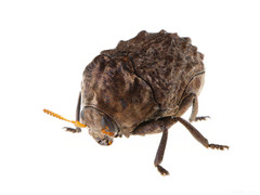 Neochlamisus gibbosus