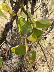Dioscorea cotinifolia