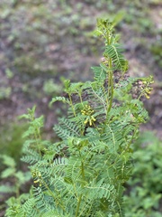 Astragalus penduliflorus