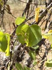 Dioscorea cotinifolia