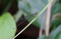 Pseudagrion melanicterum