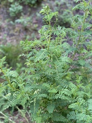 Astragalus penduliflorus