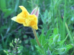 Oenothera pubescens