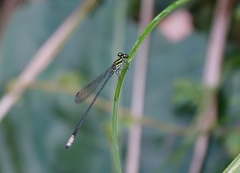 Pseudagrion melanicterum