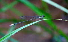 Pseudagrion melanicterum
