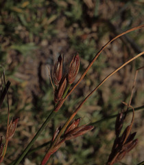 Juncus parryi
