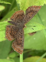 Calephelis borealis