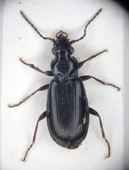 Patrobus septentrionis
