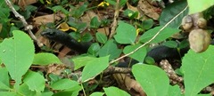 Coluber constrictor