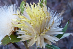 Hyaloseris salicifolia