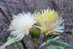 Hyaloseris salicifolia