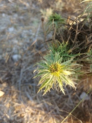 Carduoideae