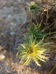 Carduoideae