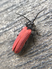 Pyropterus nigroruber