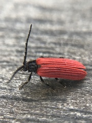 Pyropterus nigroruber