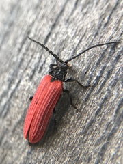 Pyropterus nigroruber