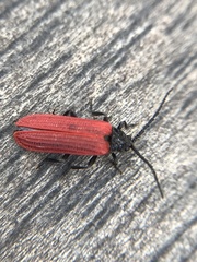 Pyropterus nigroruber