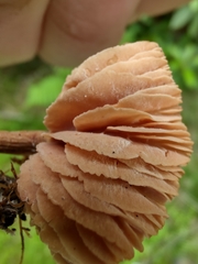 Laccaria longipes