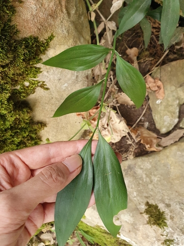 Ruscus hypophyllum