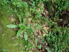 Phytomyza agromyzina group