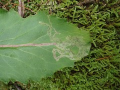 Phytomyza agromyzina group