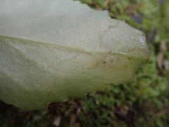 Phytomyza agromyzina group