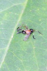 Evaniella semaeoda