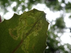 Phytomyza agromyzina group