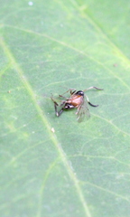 Evaniella semaeoda
