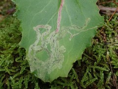 Phytomyza agromyzina group