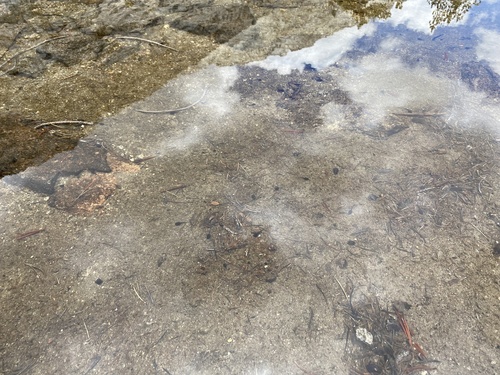 iNaturalist observation photo of Yosemite Toad