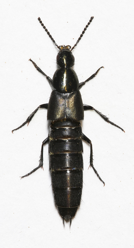 Philonthus cognatus, photo 7 of 7