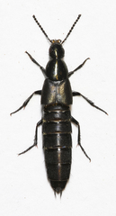 Philonthus cognatus