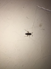 Elasmolomus squalidus